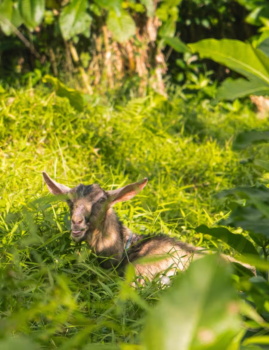 Chèvre dans la nature luxuriante de la ferme de L'Astrolabe à Catanduanes