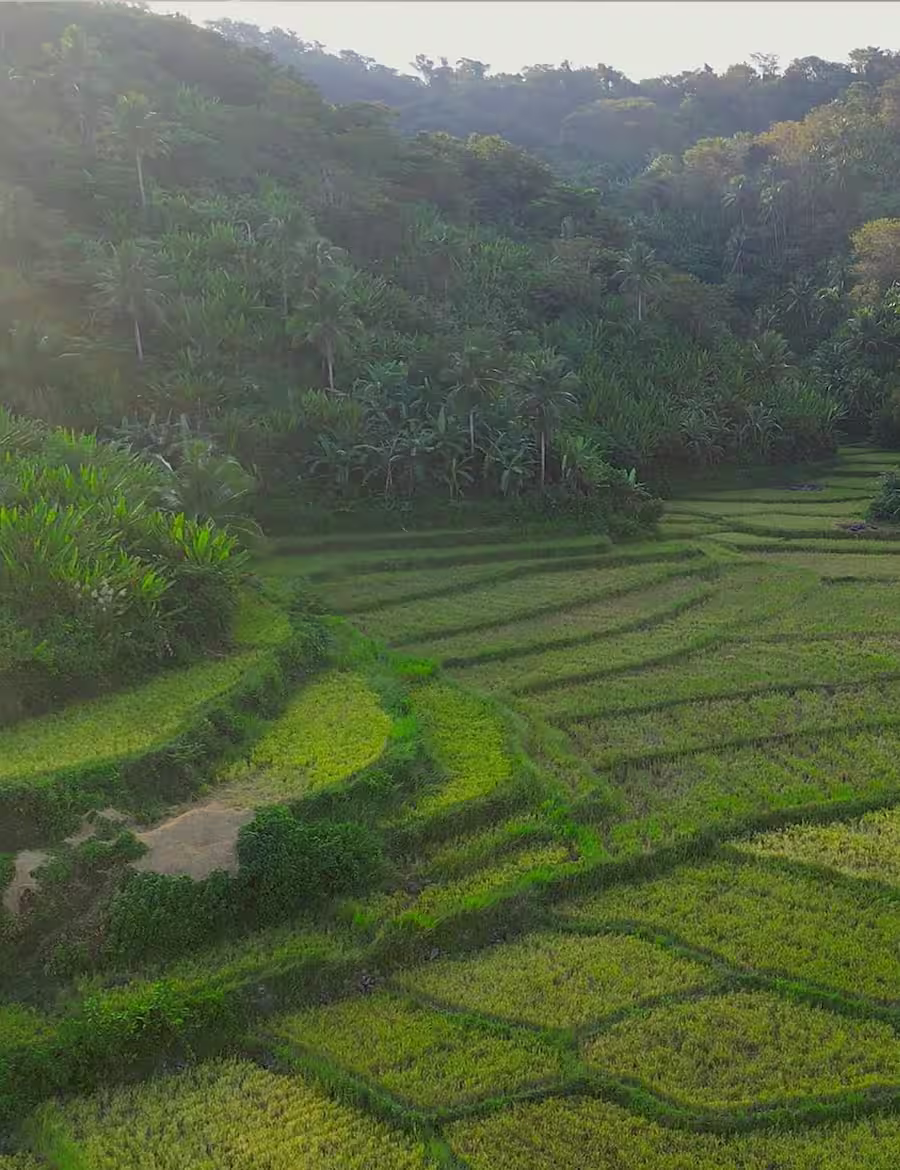 Rizières de Benticayan à Catanduanes au coucher du soleil