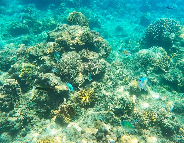 Snorkeling avec des poissons tropicaux sur un récif corallien à Catanduanes, Philippines