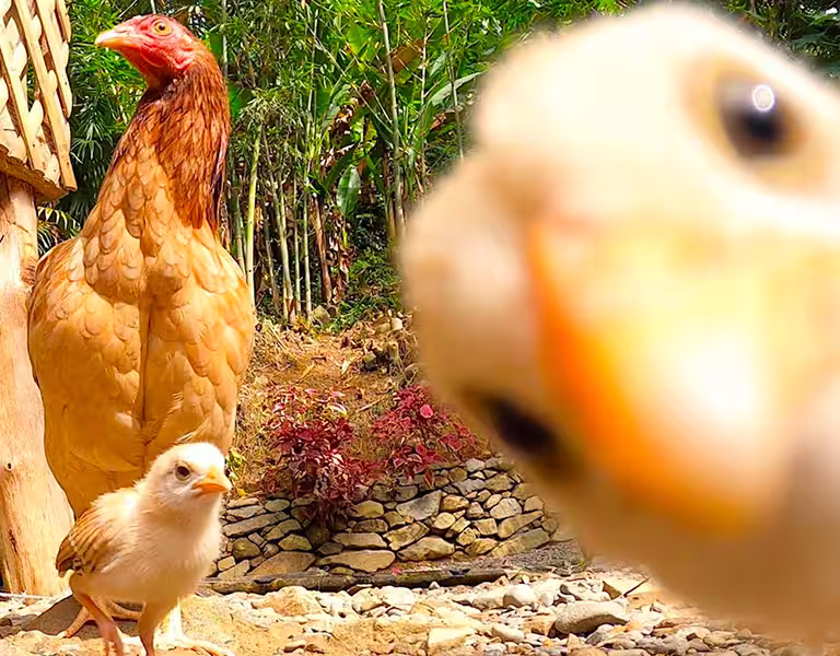 Poules et poussins se promenant librement sur la ferme de L’Astrolabe à Catanduanes