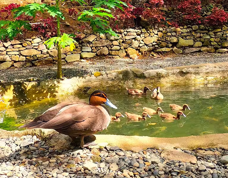 Bassin à poissons et canards entouré de jardins luxuriants à l’écolodge L’Astrolabe